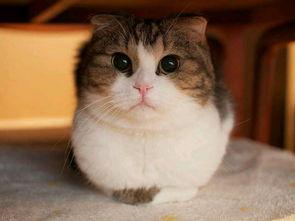 娱乐圈吃瓜猫是谁啊图片,揭秘网络红人的真实身份 第3张 娱乐圈吃瓜猫是谁啊图片,揭秘网络红人的真实身份 第3张